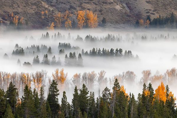 Jones, Adam 아티스트의 Elevated view of aspen and cottonwood trees mist along Snake River-Grand Teton National Park-Wyoming작품입니다.